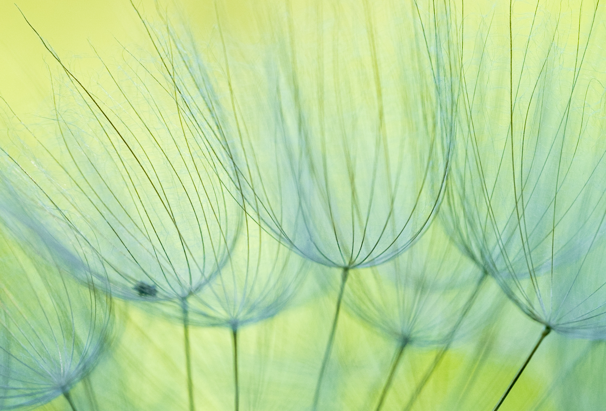 "Summer Bliss" by Melina Meza