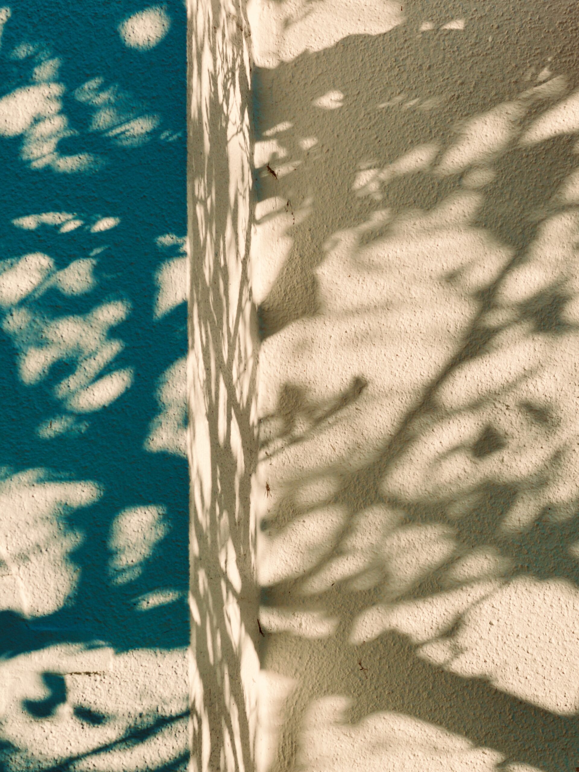 andrea pook-white magnolia shadows-area 17